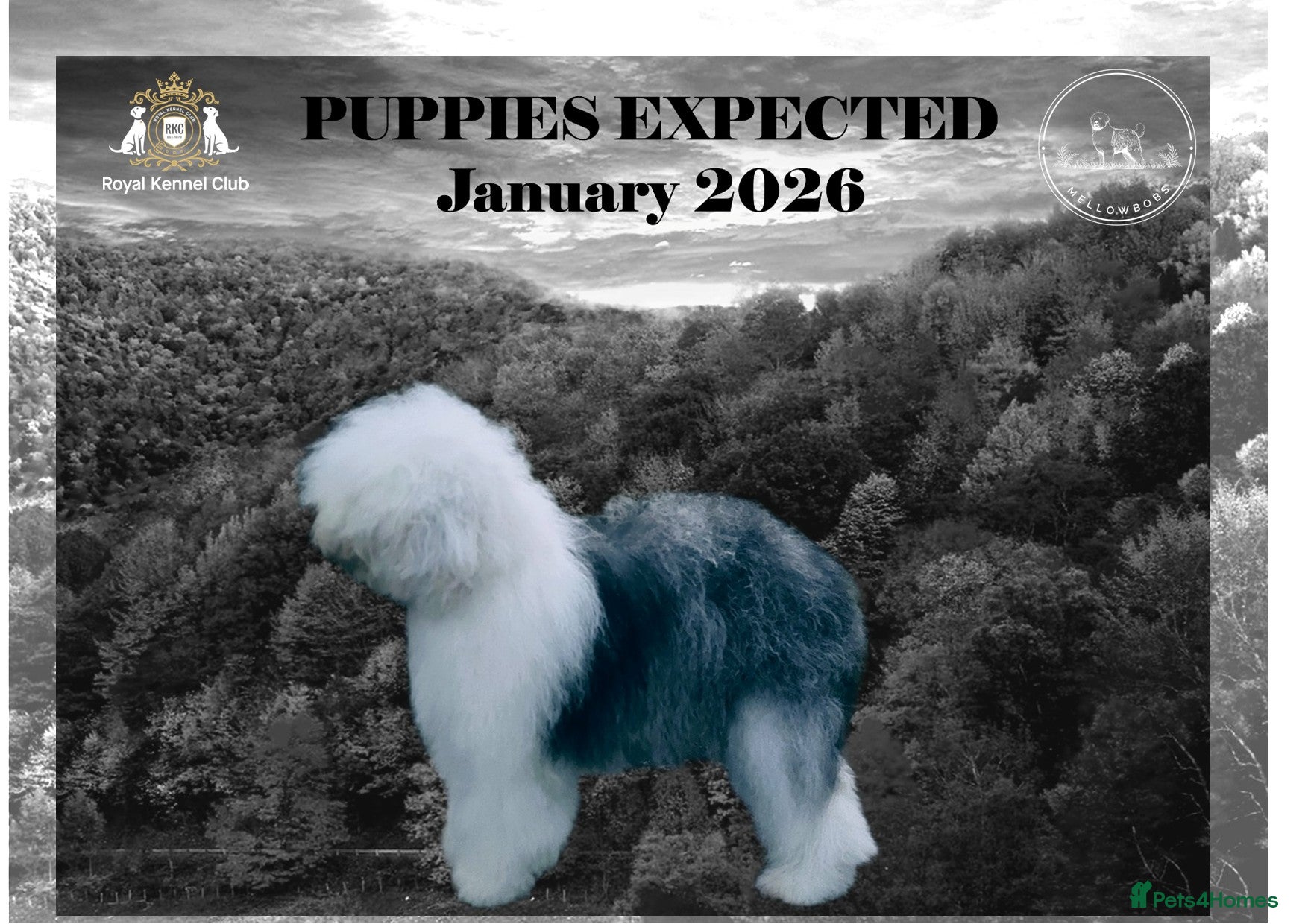 Old English Sheepdog dogs KC Old English Sheepdog PUPPIES EXPECTED - Advert 2