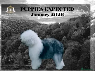Old English Sheepdog dogs KC Old English Sheepdog PUPPIES - Advert 6