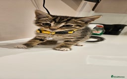 Domestic Shorthair cats for sale: Beautiful Tabby kittens - Advert 2
