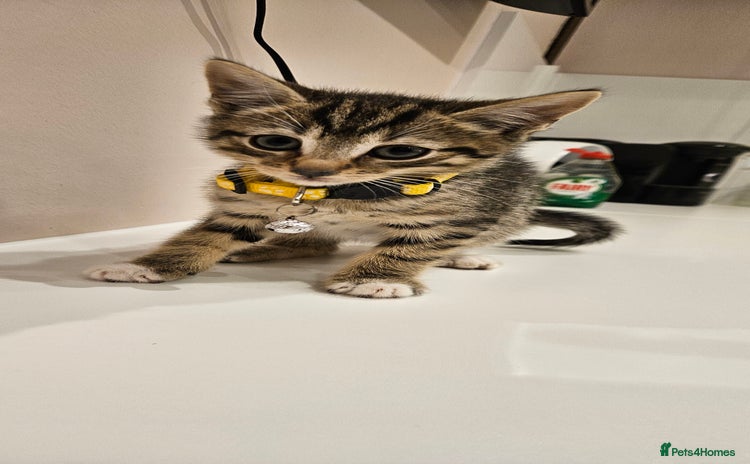 Domestic Shorthair cats Beautiful Tabby kittens - Advert 3