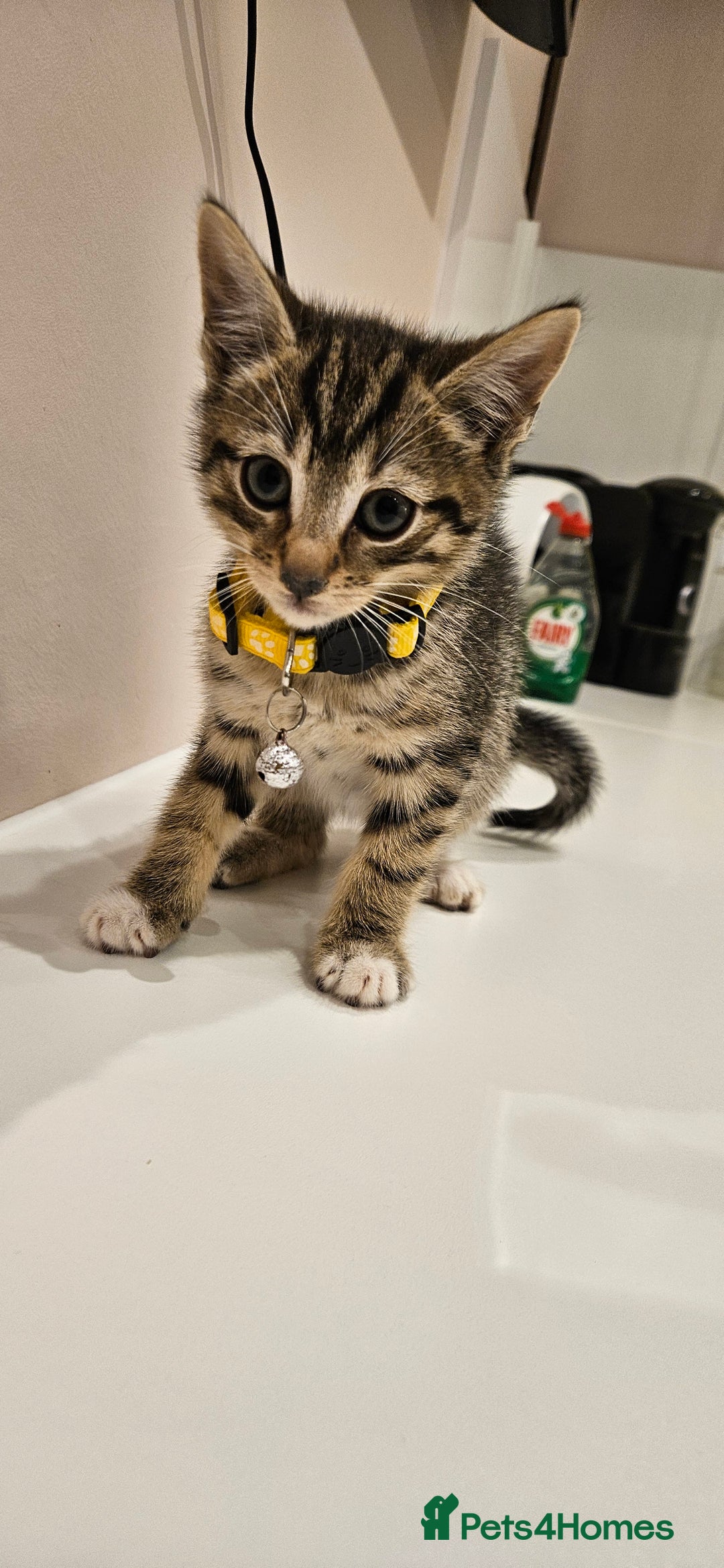 Domestic Shorthair cats for sale: Beautiful Tabby kittens - Advert 2