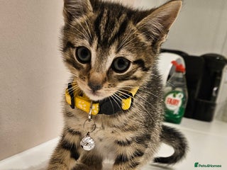 Domestic Shorthair cats Beautiful Tabby kittens - Advert 1