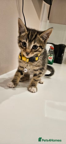 Domestic Shorthair cats Beautiful Tabby kittens - Advert 3