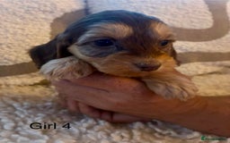 Cockapoo dogs for sale: 👑 Stunning F1 Cockapoo puppies👑 - Image 8