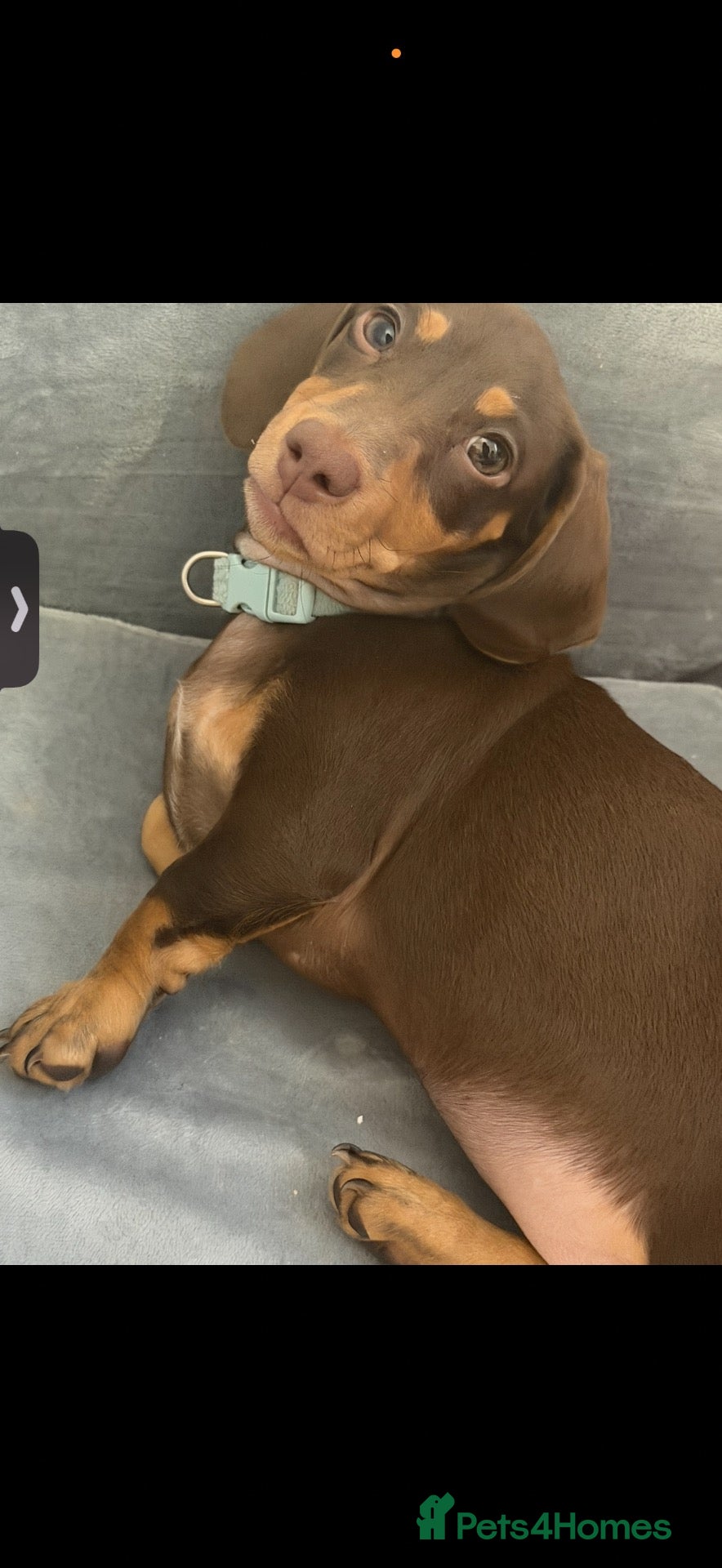 Dachshund dogs for sale: 5 month old male dauschand  - Advert 17