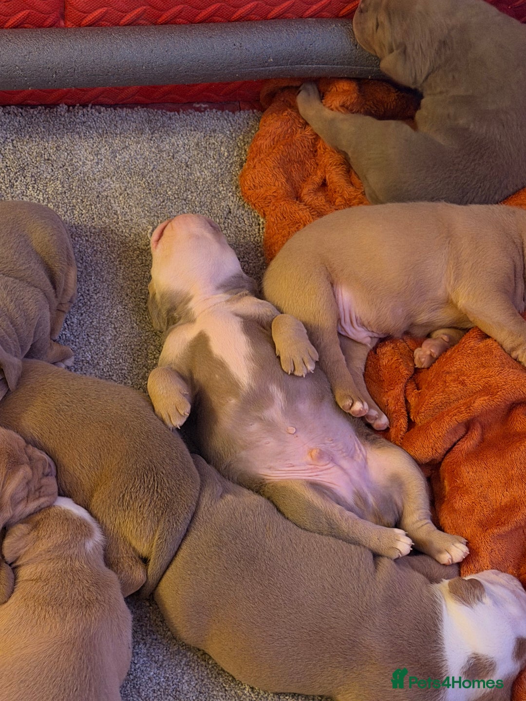 Olde English Bulldogge dogs for sale: Olde English Bulldog Puppies - Family Raised  - Advert 19