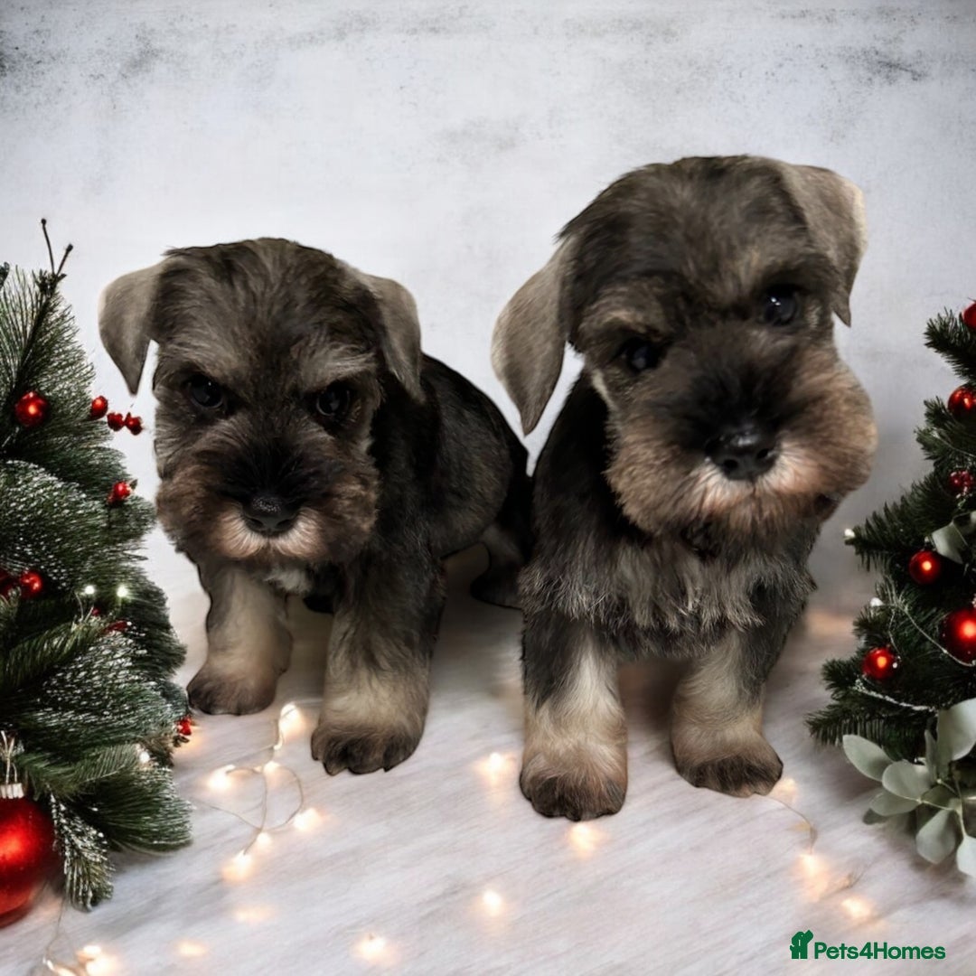 Miniature Schnauzer dogs for sale: OUTSTANDING DNA CLEAR KC MINI SCHNAUZERS - Image 4
