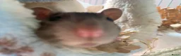 Rat rodents for sale: Marvin and John  in Fleetwood - Advert 2