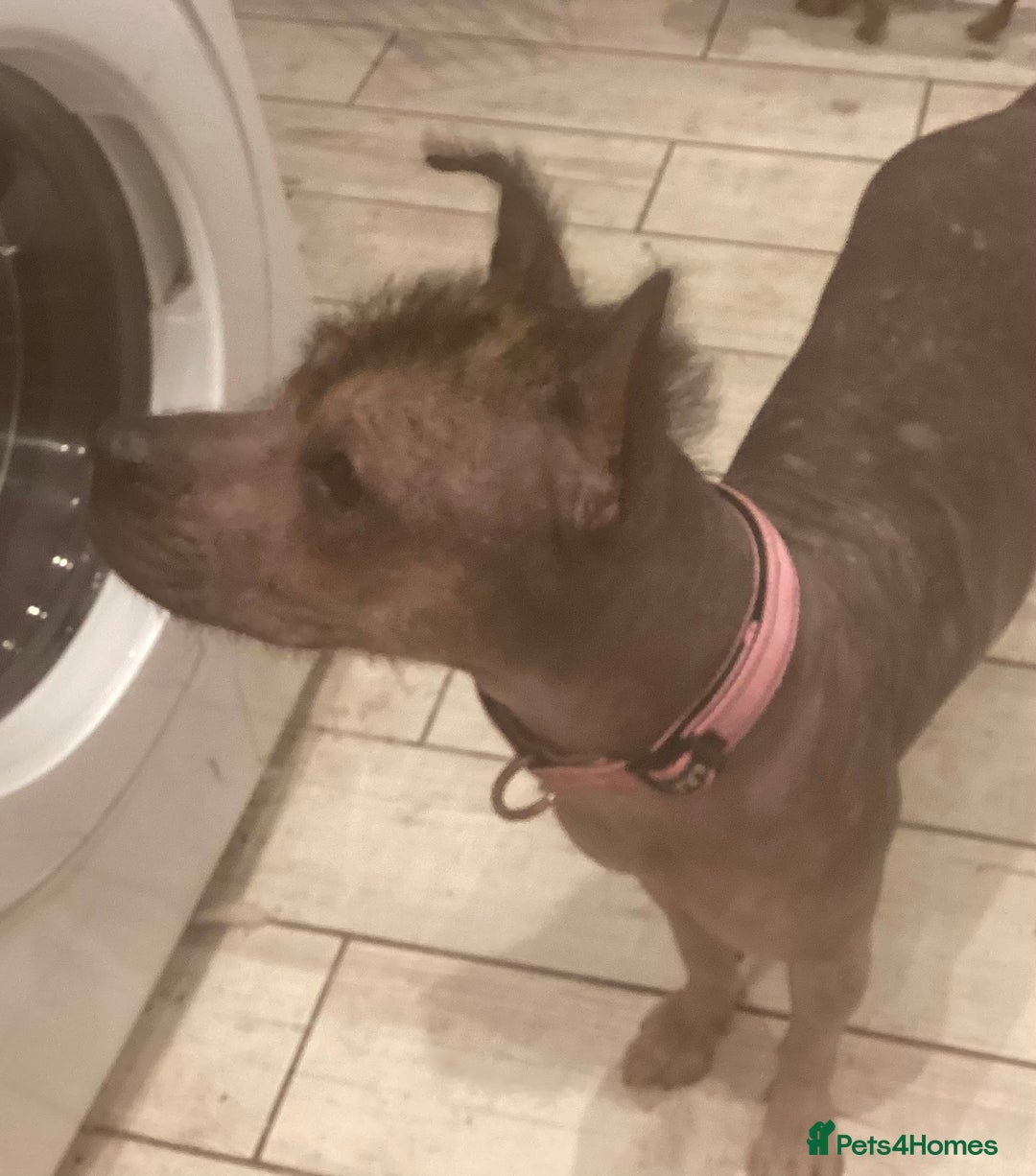 Mixed Breed dogs for sale: Hairless standard sized mixed breed girl - Advert 4