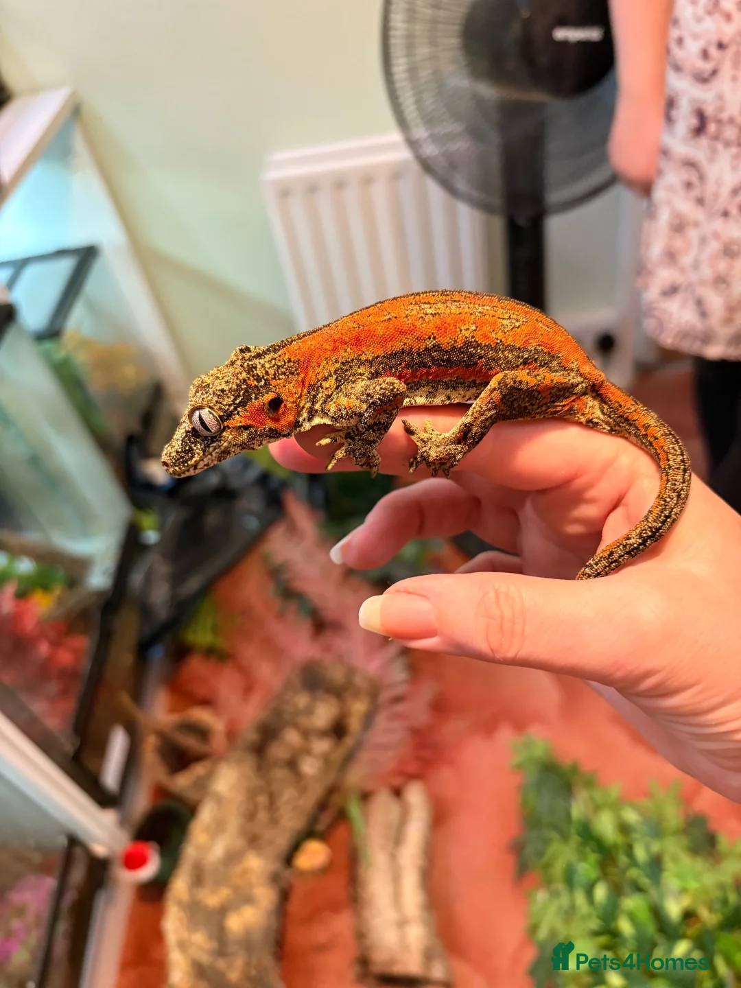 Gecko reptiles for sale: Female red striped gargoyle geckos x2 adult  - Advert 1