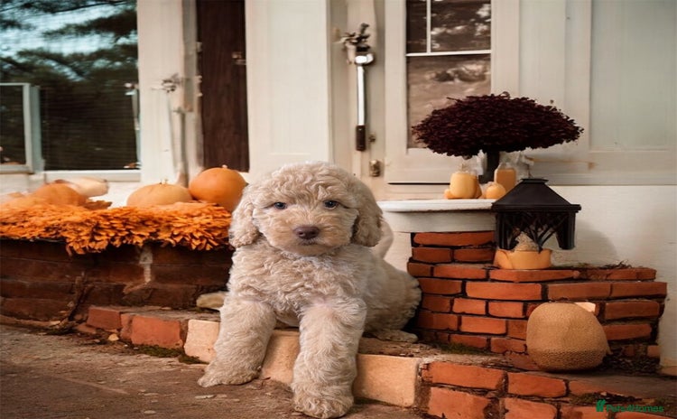 Australian Labradoodle dogs - Advert 1