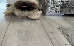 Shih Tzu dogs for sale: Shih tzu karashishi puppy  - Image 7