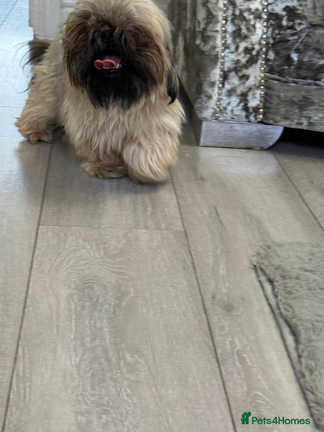 Shih Tzu dogs for sale: Shih tzu karashishi puppy  - Image 7