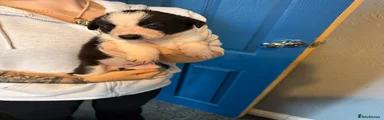 Border Collie 2
