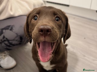 Springador dogs Labrador x springer spaniel for sale - Advert 1