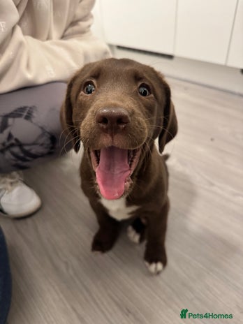 Springador dogs Labrador x springer spaniel for sale - Advert 1