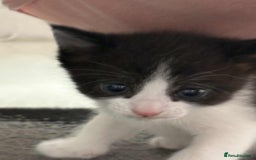 British Shorthair cats for sale: 2 kittens for sale  - Image 14