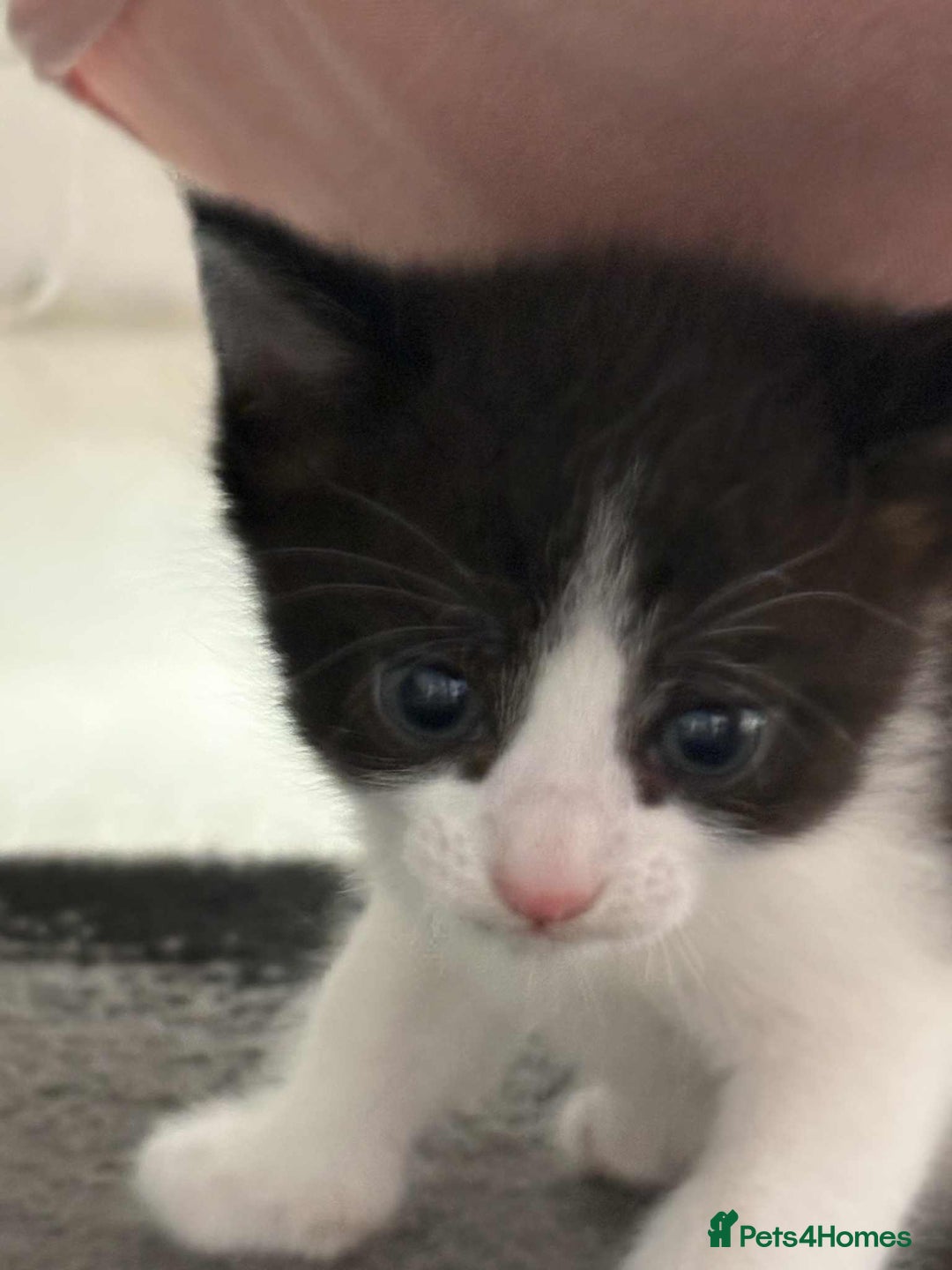 British Shorthair cats for sale: 2 kittens for sale  - Image 14