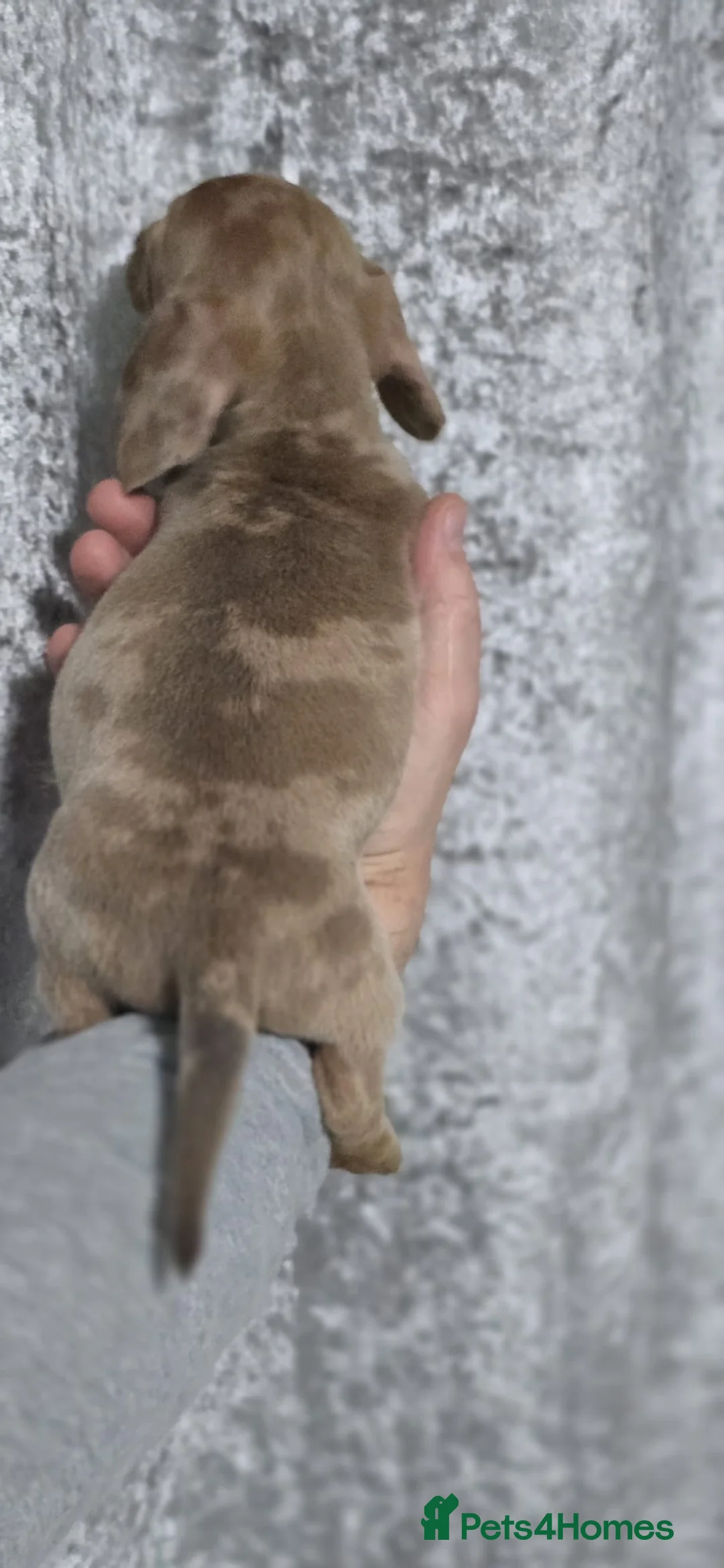 Dachshund dogs for sale: Beautiful miniature Dachshund puppies - Advert 6