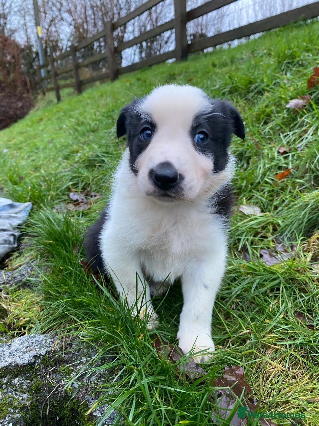 Border Collie dogs for sale: Border Collie Pups  - Advert 8