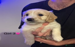 Mixed Breed dogs for sale: Beautiful chunky golden retriever x cockapoos  - Image 5