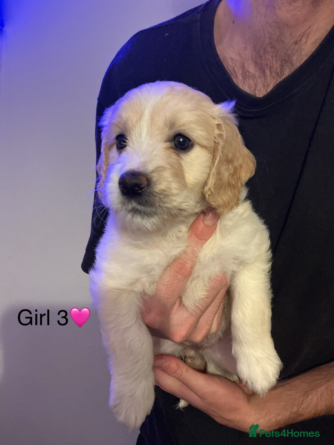Mixed Breed dogs for sale: Beautiful chunky golden retriever x cockapoos  - Image 5