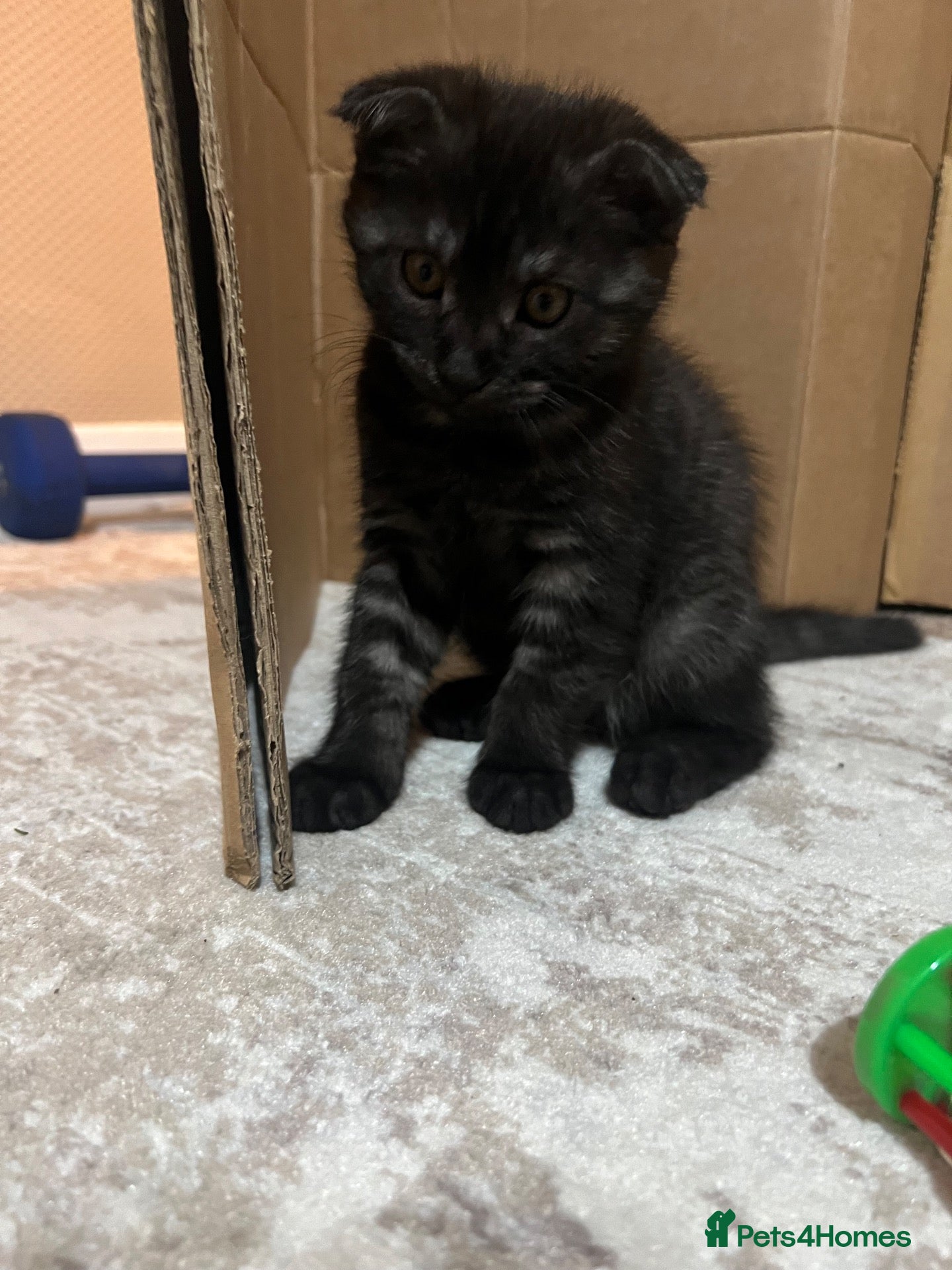 Mixed Breed cats for sale: Super friendly, playful kittens looking for a home - Advert 20