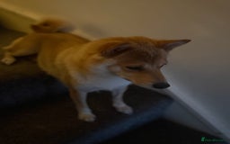 Japanese Shiba Inu dogs for sale: 🧡🦊Stunning KC Shiba Inu female ready now!🧡🦊 - Image 19