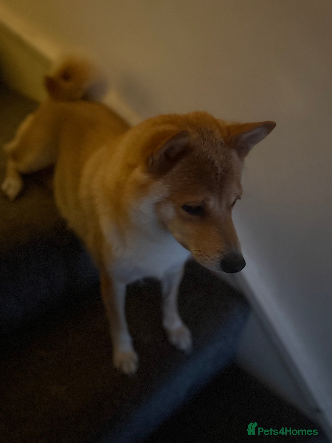 Japanese Shiba Inu dogs for sale: 🧡🦊Stunning KC Shiba Inu female ready now!🧡🦊 - Image 19