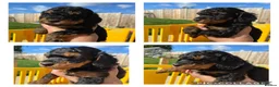 Miniature Poodle dogs for stud: Small RKC registered Miniature Phantom Poodle - Advert 16