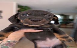 Dachshund dogs for sale: Two girls for sale - Image 6