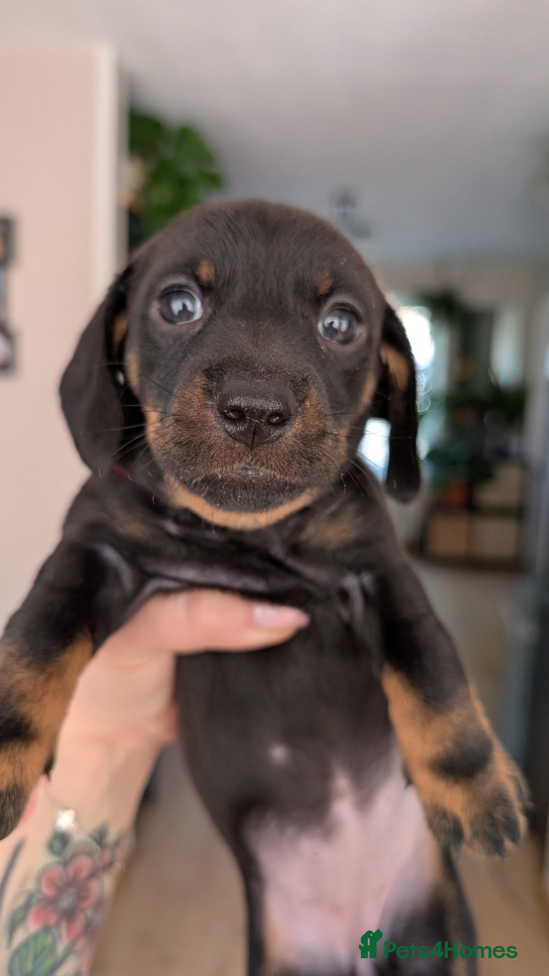 Dachshund dogs for sale: Two girls for sale - Image 6
