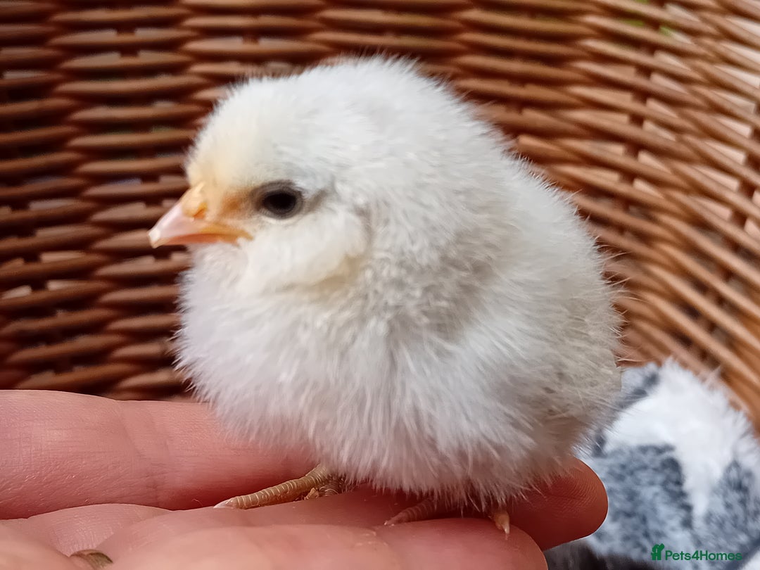 Chickens poultry for sale: Sweet Little Barbu d’Anvers Chicks Now Available - Image 23