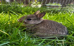 Netherland Dwarf rabbits for sale: Pure neverland dwarf babies  - Image 6