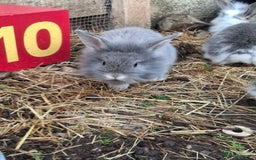 Mini Lion Lop rabbits for sale: Mini lionlops  - Image 2