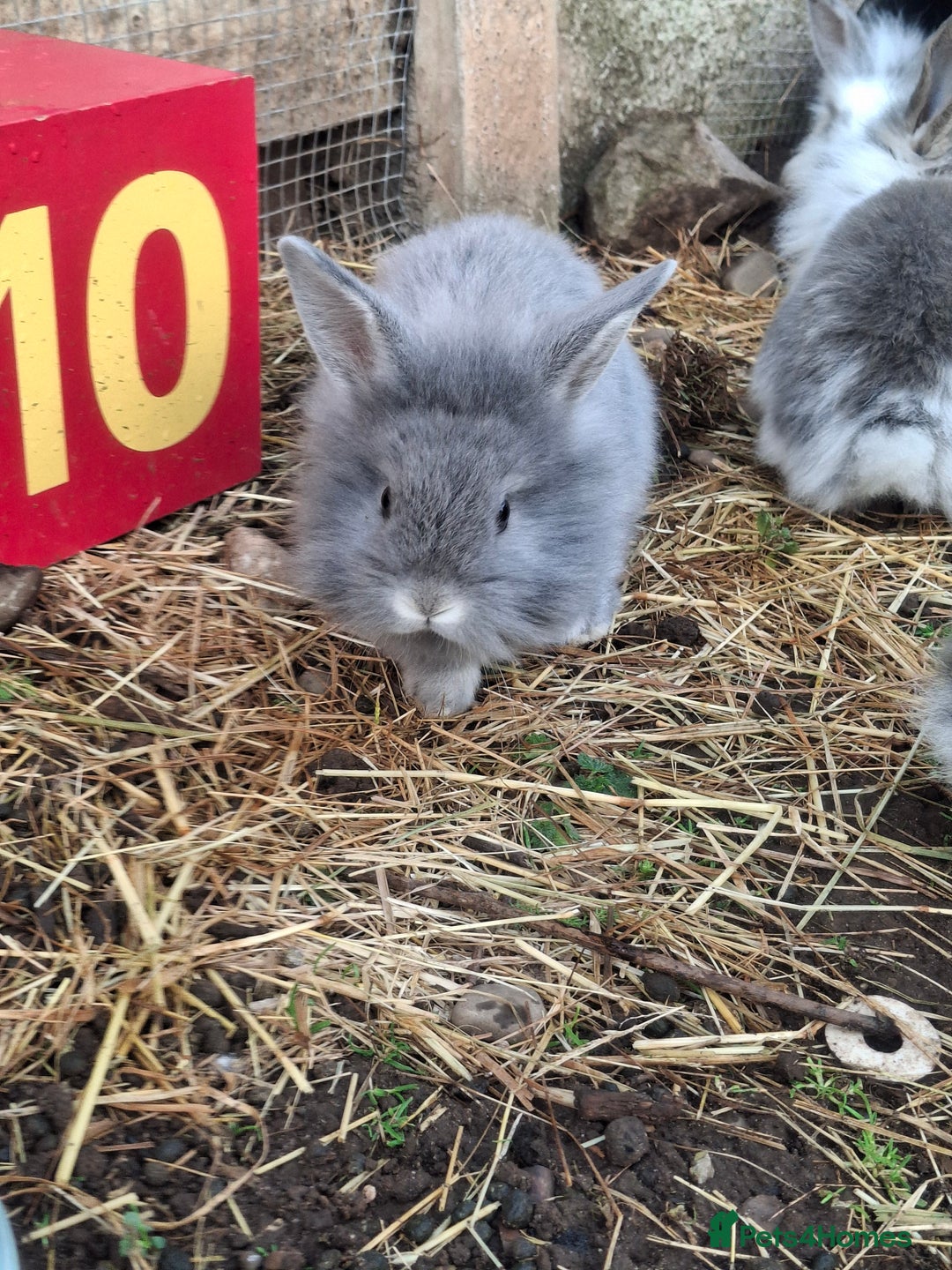 Mini Lion Lop rabbits for sale: Mini lionlops  - Image 2