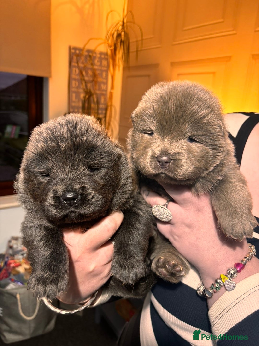 Chow Chow dogs for sale: Stunning chow chow puppies - Advert 1