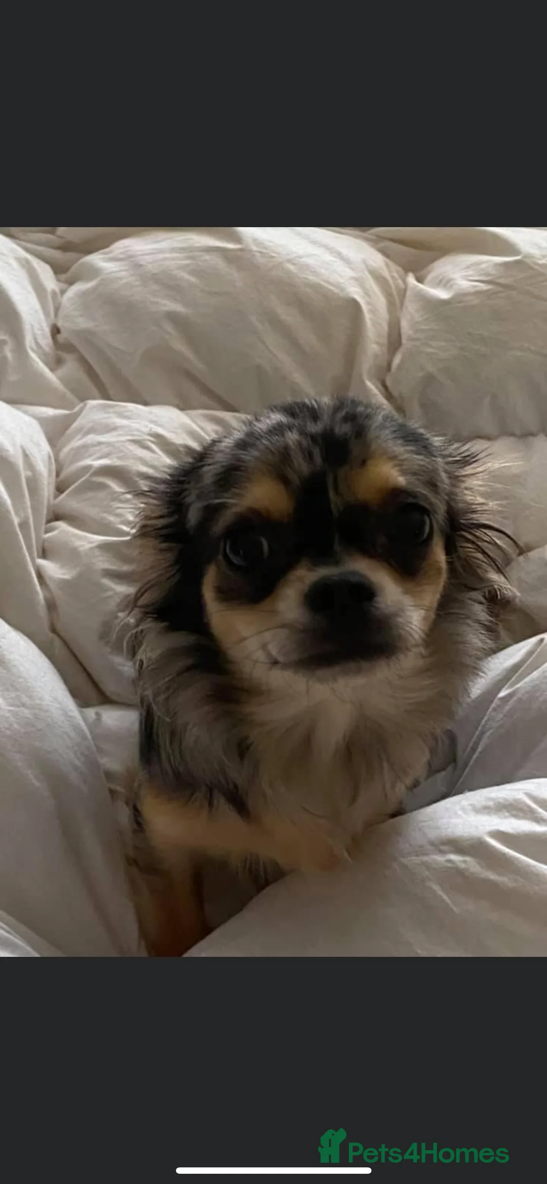 Chihuahua dogs for sale: Long haired chihuahua - Advert 7