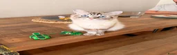 Ragdoll cats for sale: Beautiful Ragdoll kittens - Advert 2
