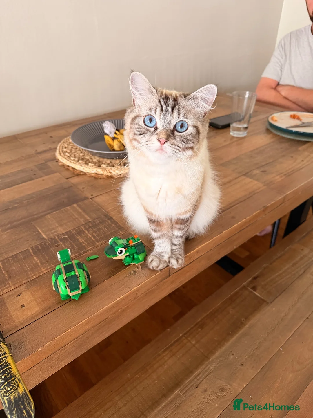 Ragdoll cats for sale: Beautiful Ragdoll kittens - Advert 2