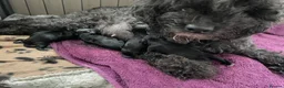 Cockapoo dogs for sale: American cockapoos - yankydoodles - Advert 15
