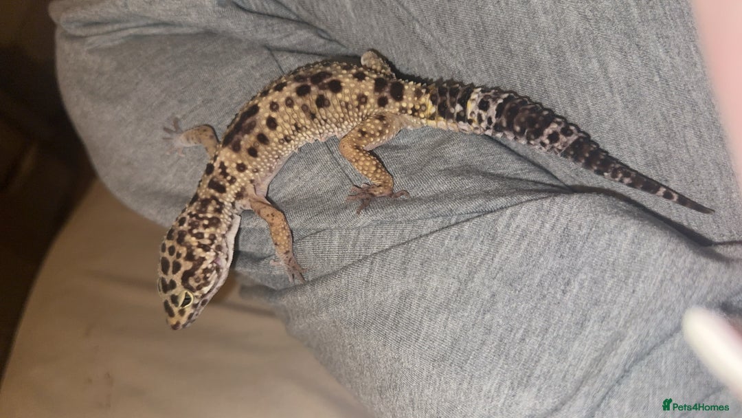 Leopard Gecko reptiles for sale: Leopard Gecko + enclosure  - Image 7