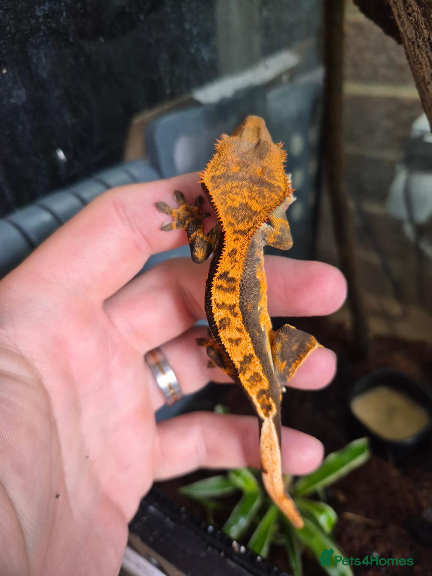 Gecko reptiles Crested & leopard gecko babies - Advert 2