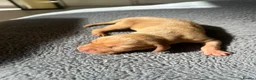 Hungarian Vizsla dogs for sale: 5 handsome hungarian vizsla puppies for sale - Advert 33