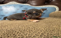 Chihuahua dogs for sale: Lilac tricolour chihuahua puppies - Image 13