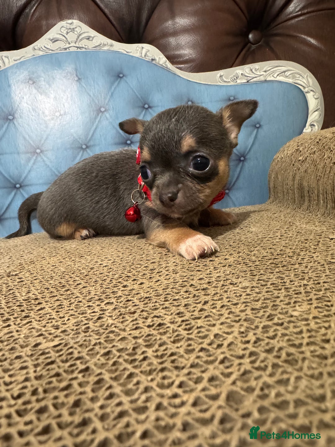 Chihuahua dogs for sale: Lilac tricolour chihuahua puppies - Image 13