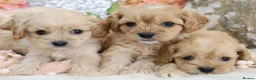 Cavapoo dogs for sale: *HEALTH TESTED*  F1 Cavapoos - Advert 20