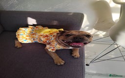 French Bulldog dogs for sale: Bulldog franch  - Image 2