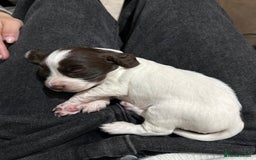 Cocker Spaniel dogs for sale: Cocker spaniel puppies  - Image 11