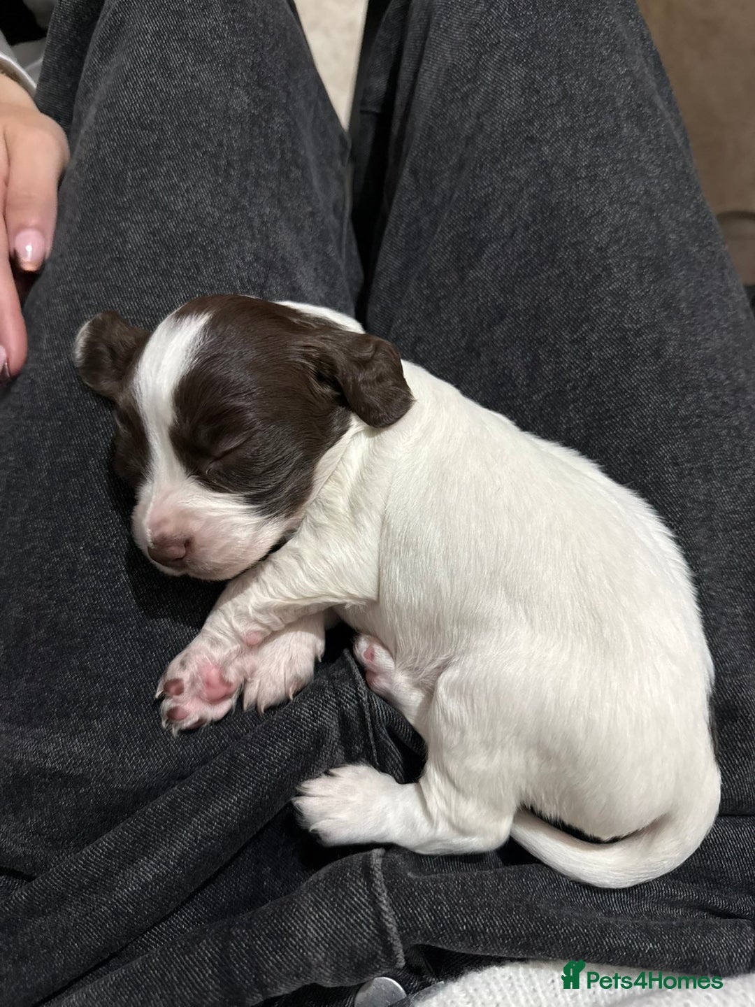 Cocker Spaniel dogs for sale: Cocker spaniel puppies  - Image 11